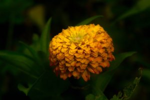 SDIM9964_1.jpg